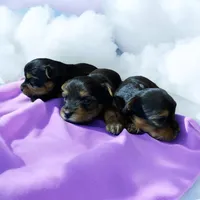 Tiny girl 1, a female Yorkshire Terrier for sale in Denham Springs, LA – Photo 4 of 8