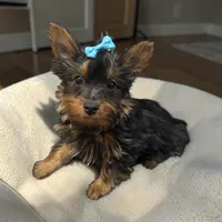 Baby boy yorkie, a male Yorkshire Terrier for sale in Denham Springs, LA – 2 of 2