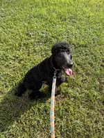 Saint , a male Poodle - Standard  for sale in Denham Springs, LA – 2 of 2