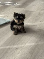 Jasper, a female Yorkshire Terrier for sale in Denham Springs, LA – 4 of 9