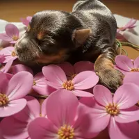 Female 1, a female Yorkshire Terrier for sale in Denham Springs, LA – Photo 1 of 8