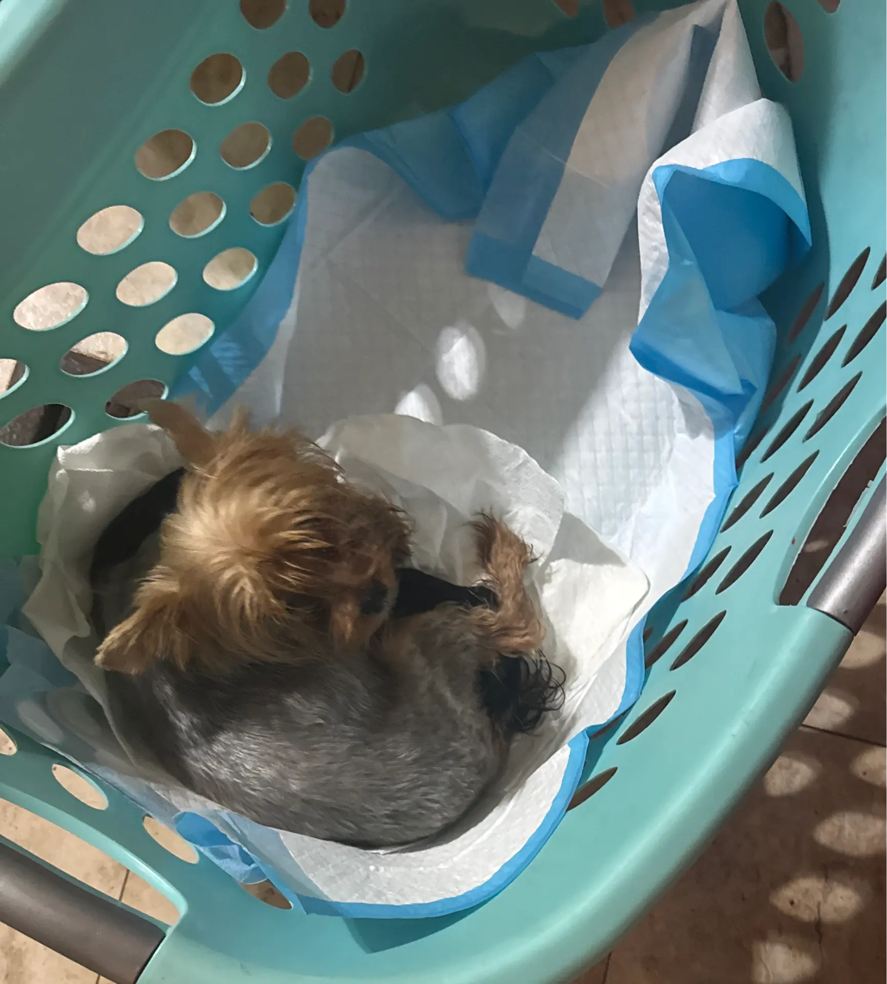 Female 1, a female Yorkshire Terrier for sale in Denham Springs, LA – Photo 6 of 8