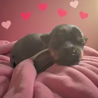 Female 1, a female Yorkshire Terrier for sale in Denham Springs, LA – Photo 7 of 8