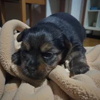 Female 1, a female Yorkshire Terrier for sale in Denham Springs, LA – Photo 3 of 8