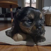 Female 1, a female Yorkshire Terrier for sale in Denham Springs, LA – Photo 2 of 8