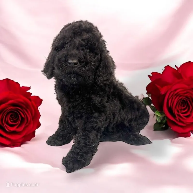 Black girl 1, a female Poodle - Standard  for sale in Denham Springs, LA – Photo 1 of 9
