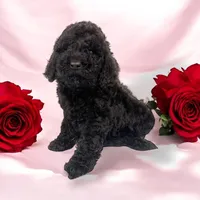 Black girl 1, a female Poodle - Standard  for sale in Denham Springs, LA – Photo 1 of 9