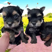 Pearl, a female Yorkshire Terrier for sale in Denham Springs, LA – Photo 1 of 7