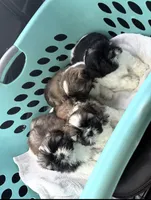 Shasta, a female Shih Tzu for sale in Denham Springs, LA – 2 of 2