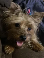 Girl 1, a female Yorkshire Terrier for sale in Denham Springs, LA – Photo 4 of 5