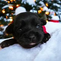 Girl 1, a female Yorkshire Terrier for sale in Denham Springs, LA – Photo 2 of 5