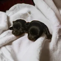 Girl 1, a female Yorkshire Terrier for sale in Denham Springs, LA – Photo 3 of 5