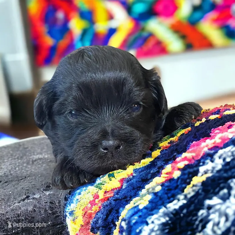 Girl 1, a female Yorkshire Terrier for sale in Denham Springs, LA – Photo 1 of 5