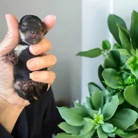 Tiny Brody, a male Yorkshire Terrier for sale in Denham Springs, LA – Photo 2 of 6