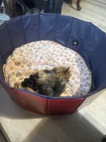 Tiny Brody, a male Yorkshire Terrier for sale in Denham Springs, LA – Photo 5 of 6