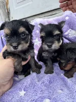 Tiny Brody, a male Yorkshire Terrier for sale in Denham Springs, LA – Photo 1 of 6