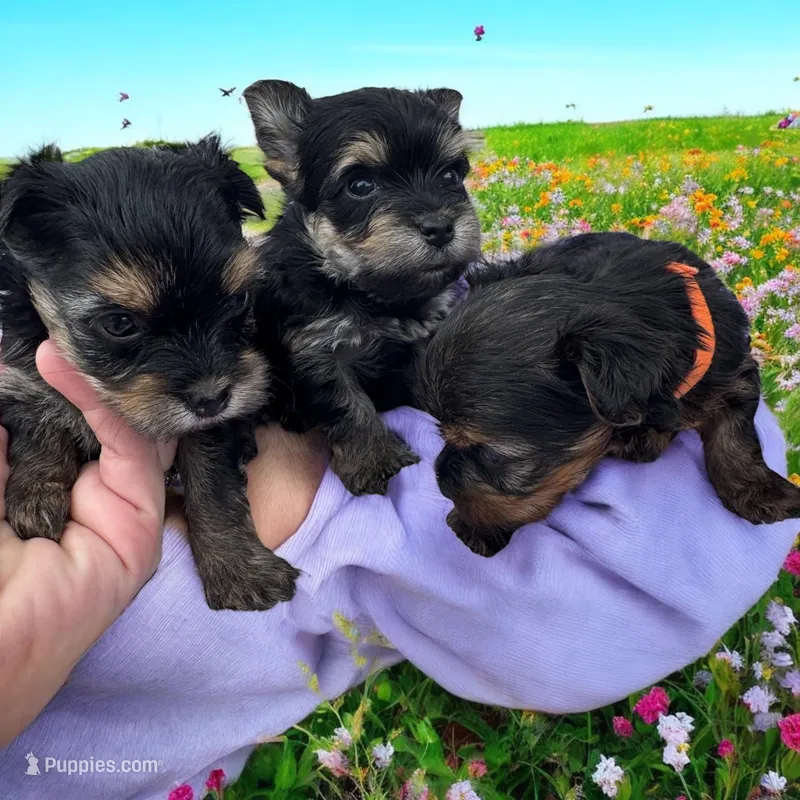 Tiny Tucker, a male Yorkshire Terrier for sale in Denham Springs, LA – Photo 1 of 5