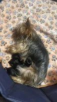 Tiny Tucker, a male Yorkshire Terrier for sale in Denham Springs, LA – Photo 2 of 5