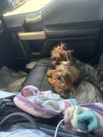 Tiny Tucker, a male Yorkshire Terrier for sale in Denham Springs, LA – Photo 4 of 5