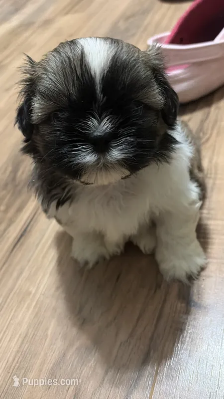 Levi – Shih Tzu puppy for sale in Denham Springs, LA