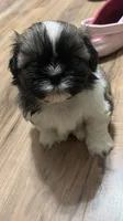 Levi, a male Shih Tzu for sale in Denham Springs, LA – 1 of 3