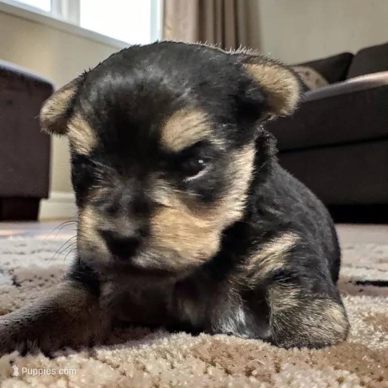 Sonny Boy – Yorkshire Terrier puppy for sale in Denham Springs, LA