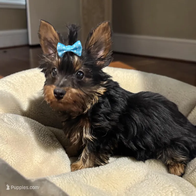 Baby boy yorkie – Yorkshire Terrier puppy for sale in Denham Springs, LA