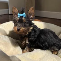 Baby boy yorkie, a male Yorkshire Terrier for sale in Denham Springs, LA – 1 of 2