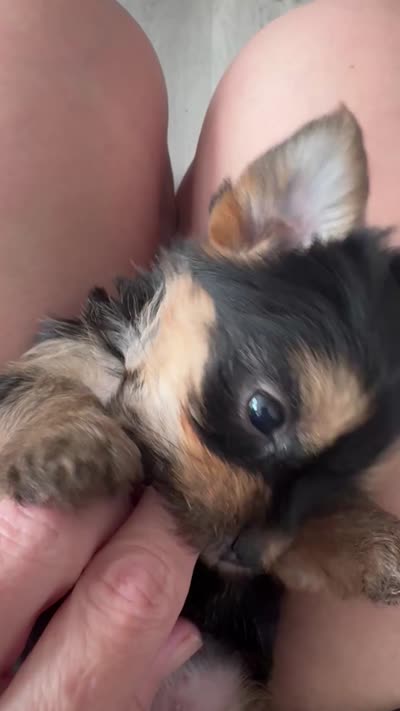 Wendy, a female Yorkshire Terrier for sale in Denham Springs, LA – 4 of 4