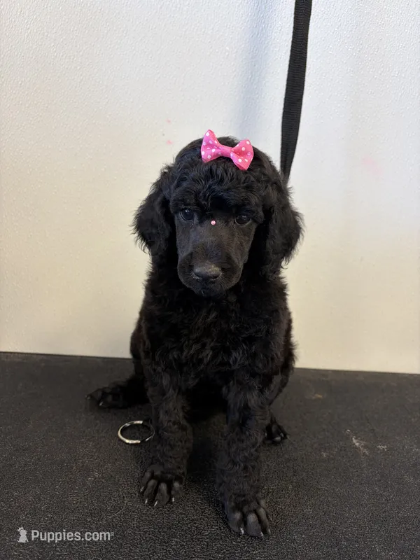 Lilly Ann  – Poodle - Standard  puppy for sale in Denham Springs, LA