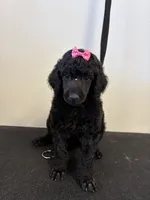 Lilly Ann , a female Poodle - Standard  for sale in Denham Springs, LA – 1 of 1