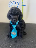 Boy 1, a male Poodle - Standard  for sale in Denham Springs, LA – Photo 1 of 7