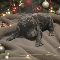 Boy 1, a male Poodle - Standard  for sale in Denham Springs, LA – Photo 3 of 7