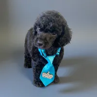 Boy 1, a male Poodle - Standard  for sale in Denham Springs, LA – Photo 2 of 7