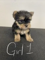 Jade, a female Yorkshire Terrier for sale in Denham Springs, LA – 2 of 4