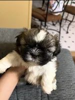 Shasta, a female Shih Tzu for sale in Denham Springs, LA – 1 of 2