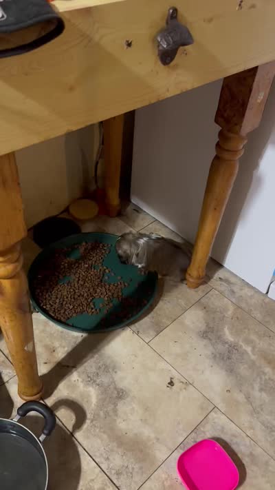 Sissy, a female Shih Tzu for sale in Denham Springs, LA – 3 of 3