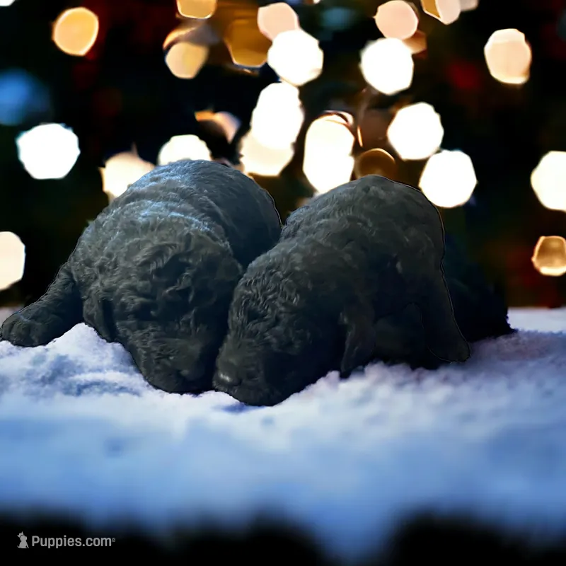 Black girl 2, a female Poodle - Standard  for sale in Denham Springs, LA – Photo 1 of 6