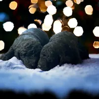 Black girl 2, a female Poodle - Standard  for sale in Denham Springs, LA – Photo 1 of 6