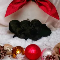 Black girl 2, a female Poodle - Standard  for sale in Denham Springs, LA – Photo 3 of 6