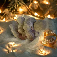 Black girl 2, a female Poodle - Standard  for sale in Denham Springs, LA – Photo 4 of 6