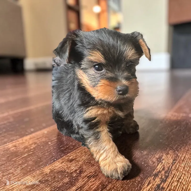 Timmy – Yorkshire Terrier puppy for sale in Denham Springs, LA
