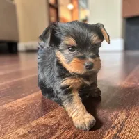 Timmy, a male Yorkshire Terrier for sale in Denham Springs, LA – 1 of 2