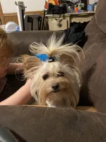 Boy 1, a male Papillon and Morkie for sale in Denham Springs, LA – Photo 5 of 8