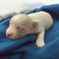 Boy 1, a male Papillon and Morkie for sale in Denham Springs, LA – Photo 2 of 8