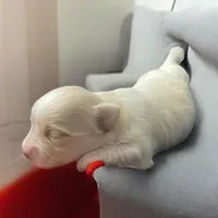 Boy 1, a male Papillon and Morkie for sale in Denham Springs, LA – Photo 3 of 8