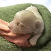 Boy 1, a male Papillon and Morkie for sale in Denham Springs, LA – Photo 1 of 8