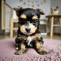 Willow, a female Yorkshire Terrier for sale in Denham Springs, LA – 2 of 4