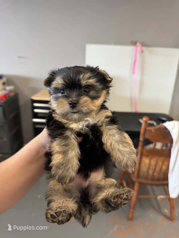 Jasper – Yorkshire Terrier puppy for sale in Denham Springs, LA
