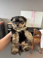 Jasper, a female Yorkshire Terrier for sale in Denham Springs, LA – 5 of 9